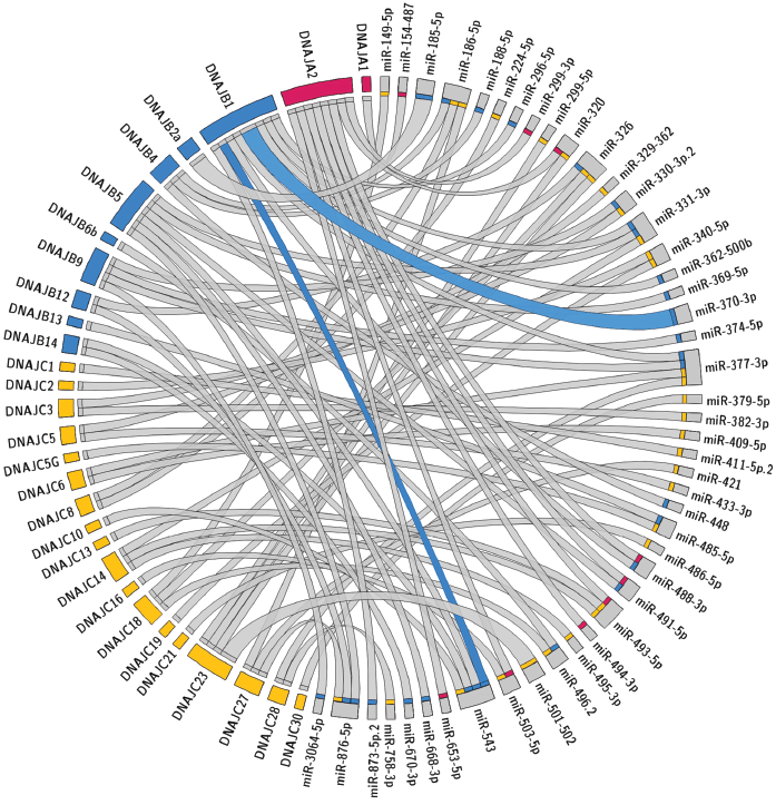 Circos plot of potential miRNA regulators of chaperones